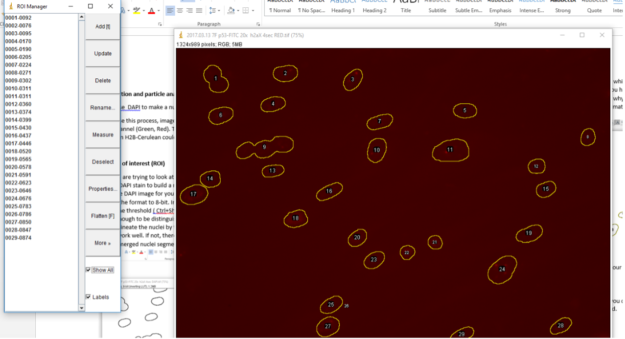 Image segmentation and particle analysis in ImageJ — Galloway Lab ...