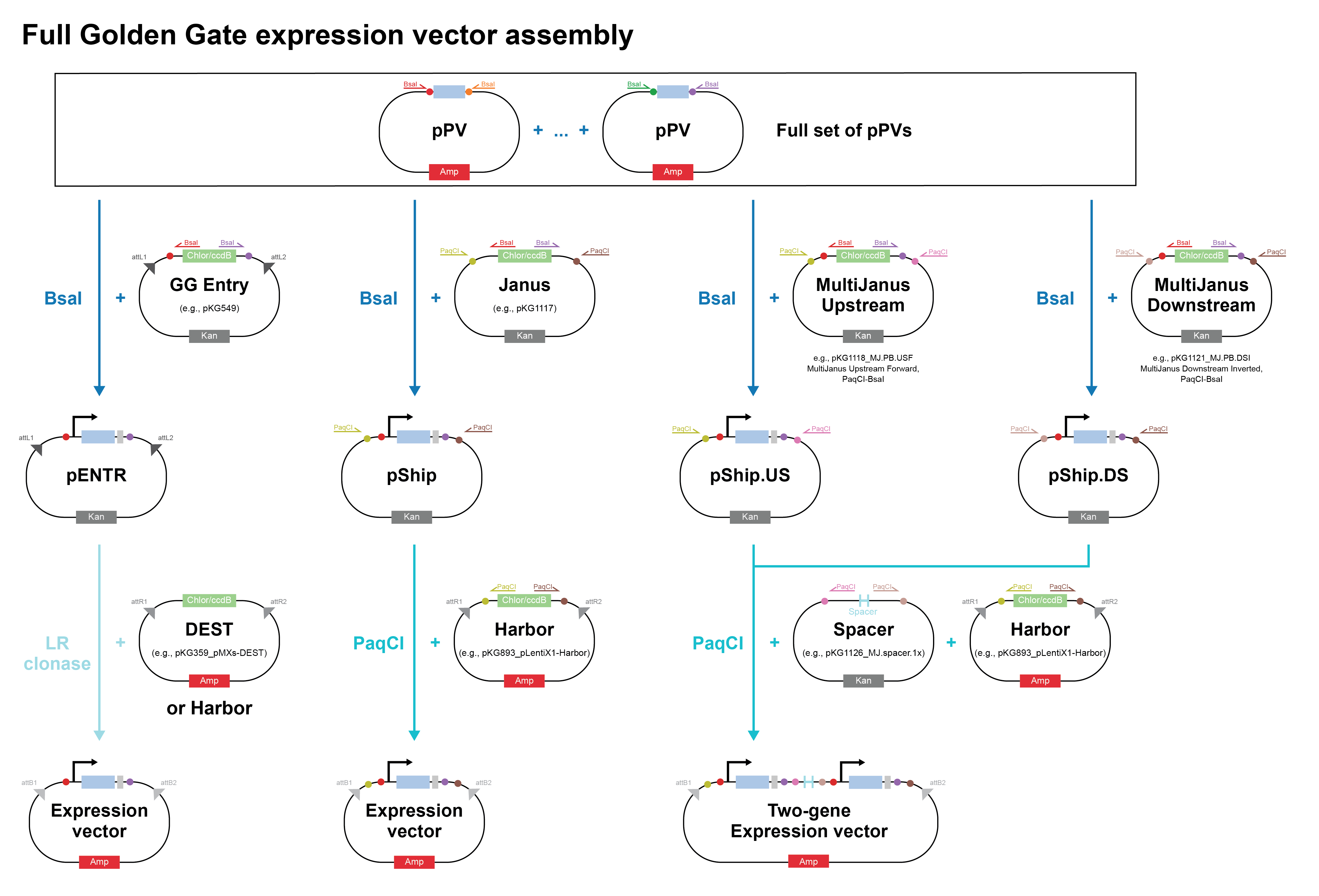 ../../_images/2022.06.21_GG_Cloning_overall_scheme-02.png